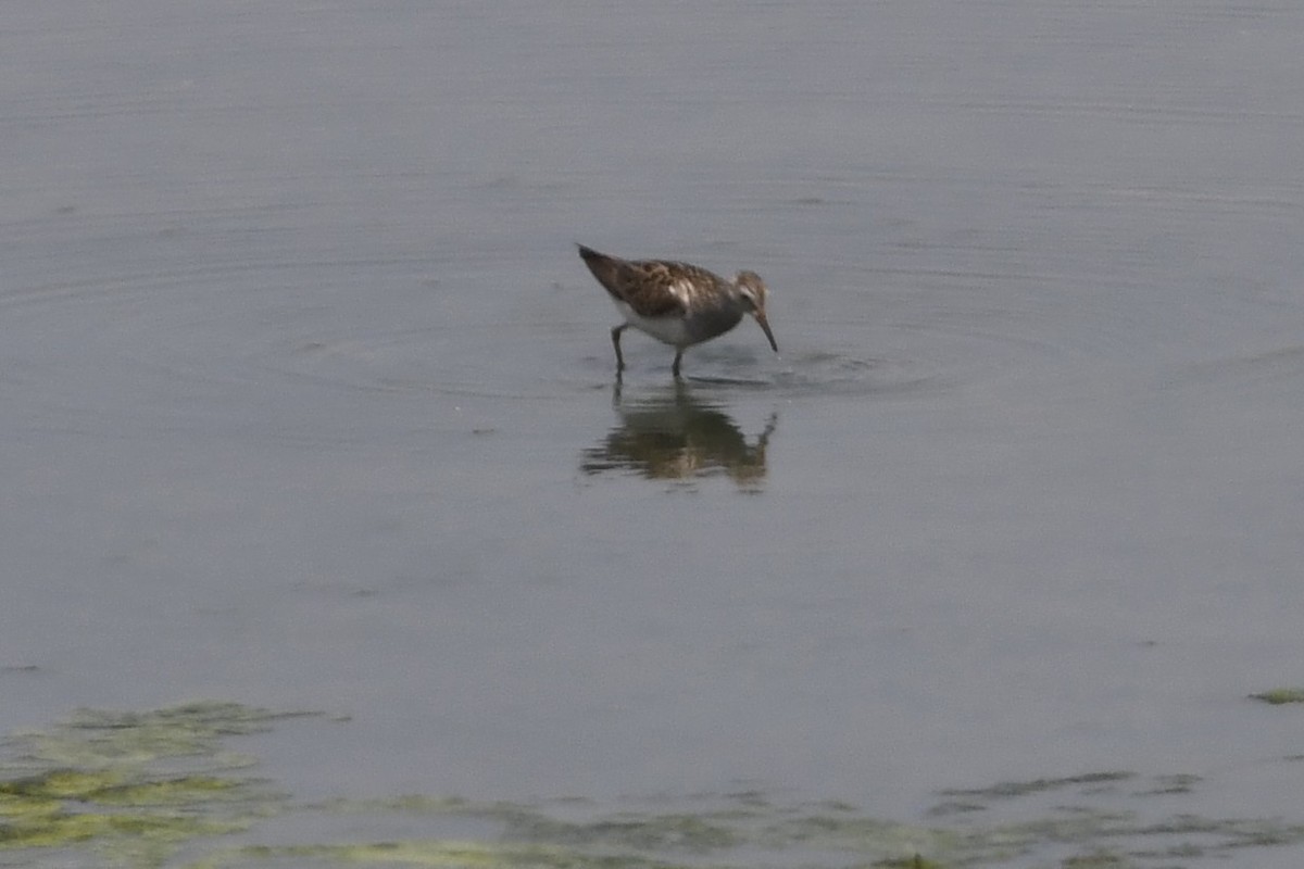 Pectoral Sandpiper - ML637797028