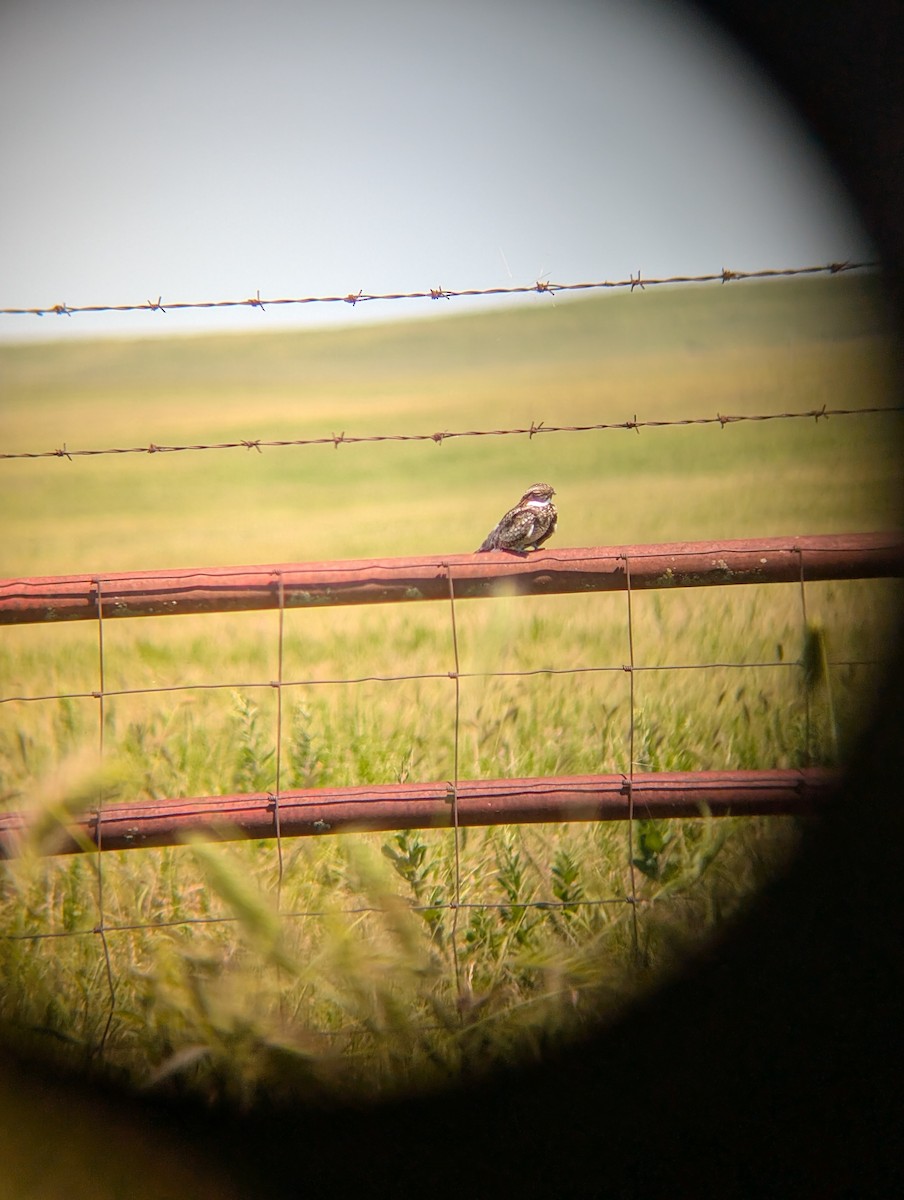 Common Nighthawk - ML637797035