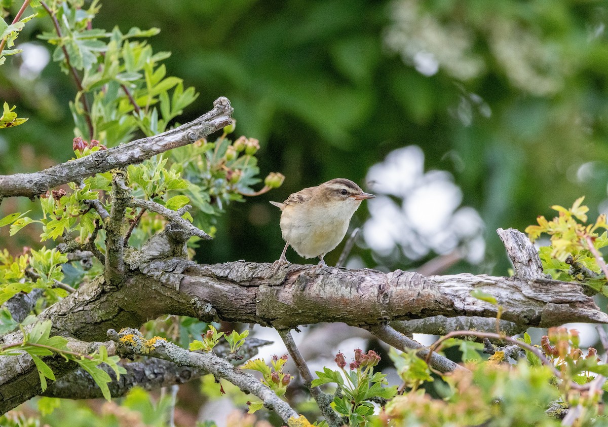 Sedge Warbler - ML637797041