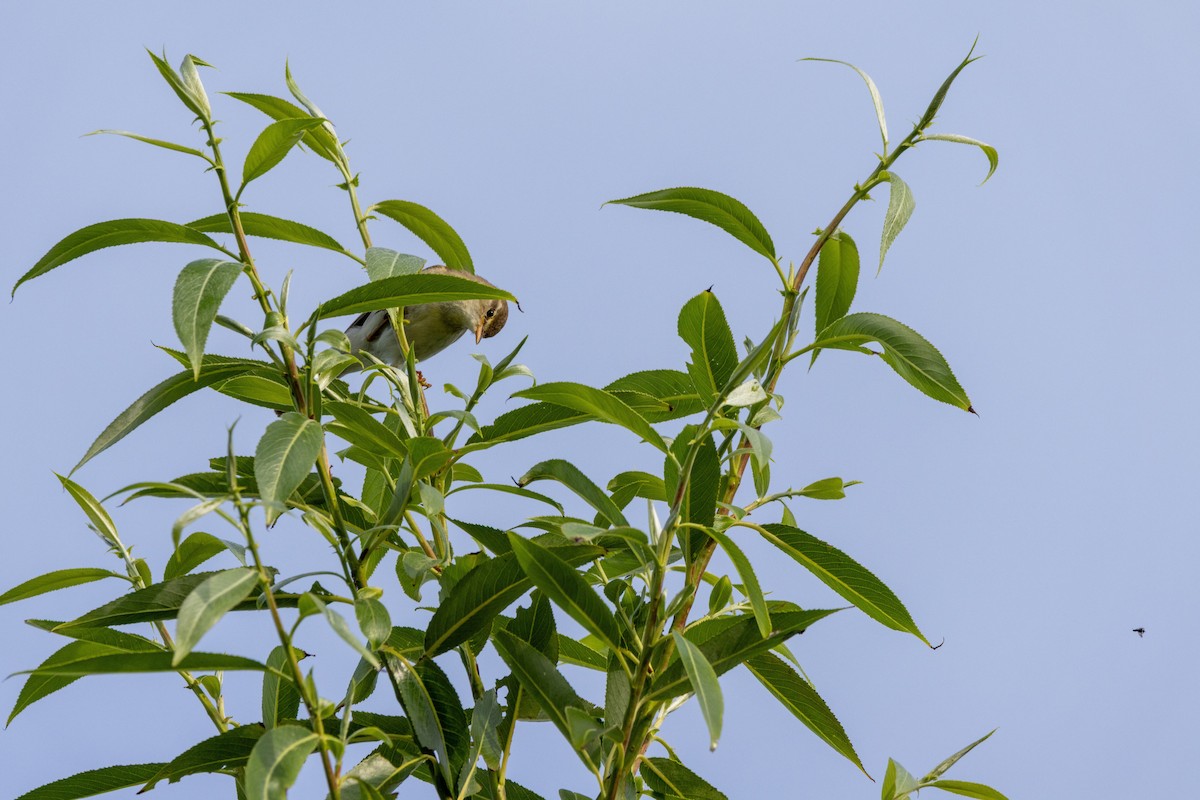 Willow Warbler - ML637797158