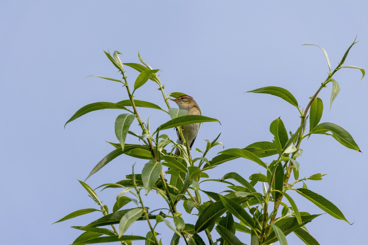 Willow Warbler - ML637797168