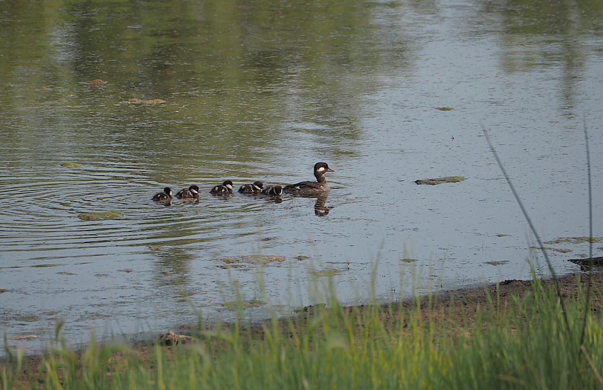 Bufflehead - ML637797214