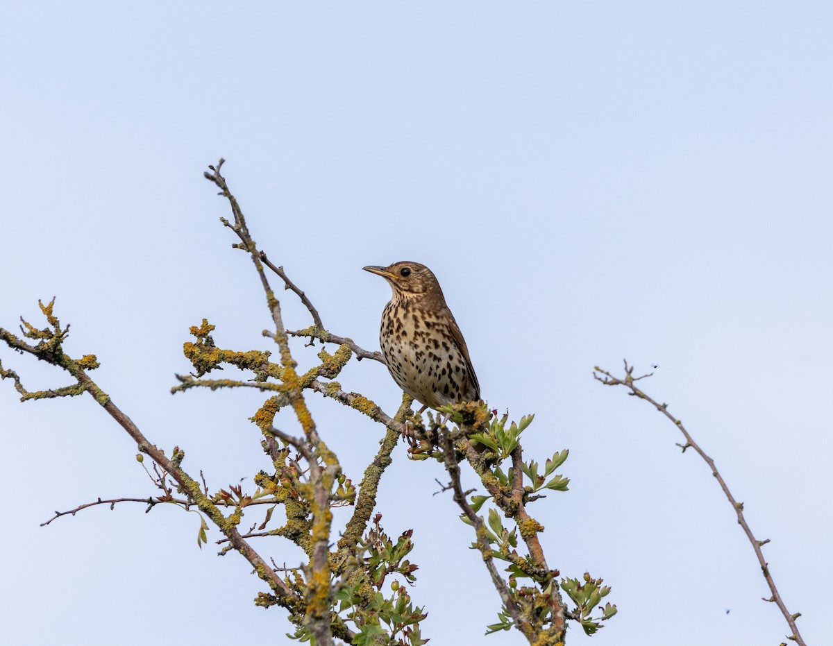 Song Thrush - ML637797225