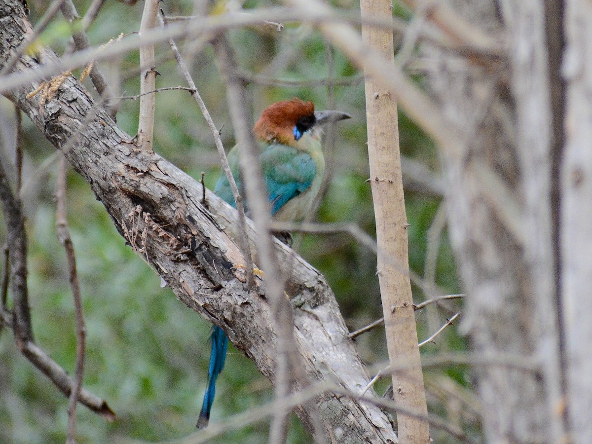 Russet-crowned Motmot - ML637797244