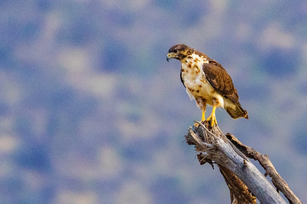 Augur Buzzard - ML637797263