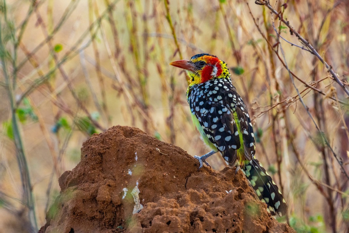 Red-and-yellow Barbet - ML637797293