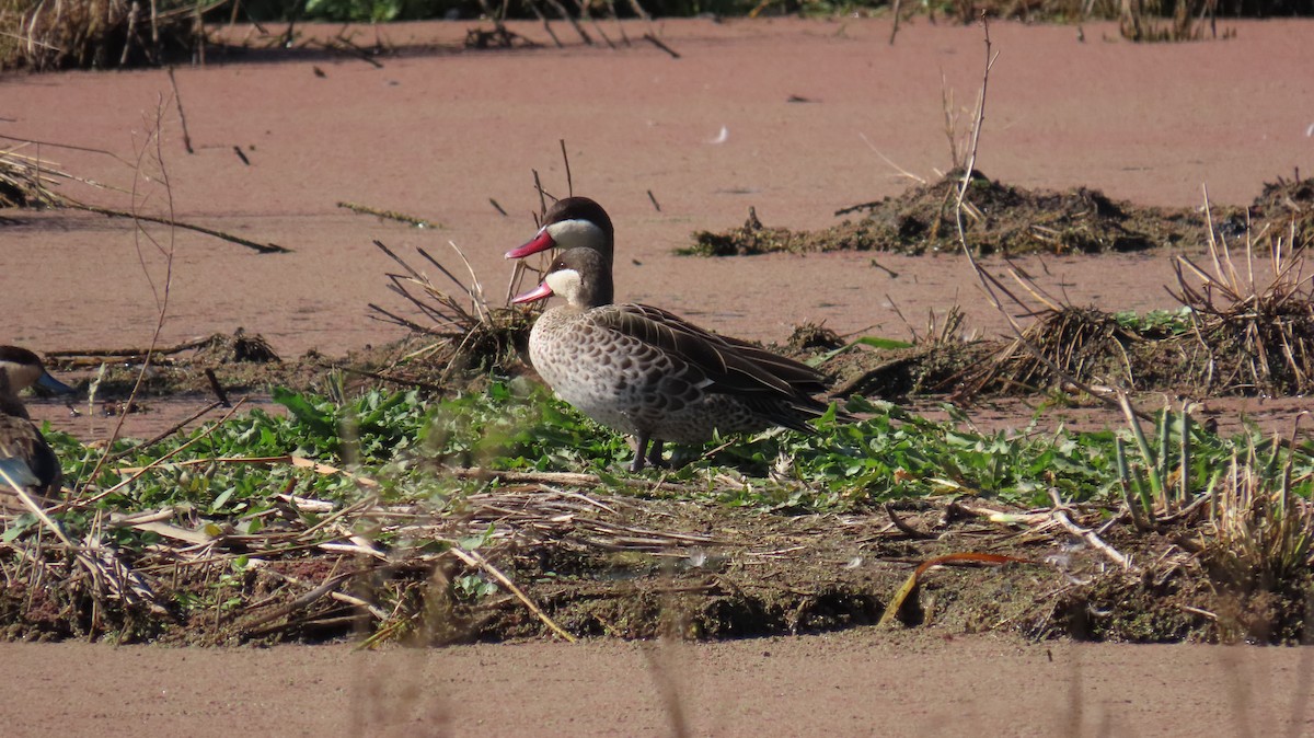 Red-billed Duck - ML637797304