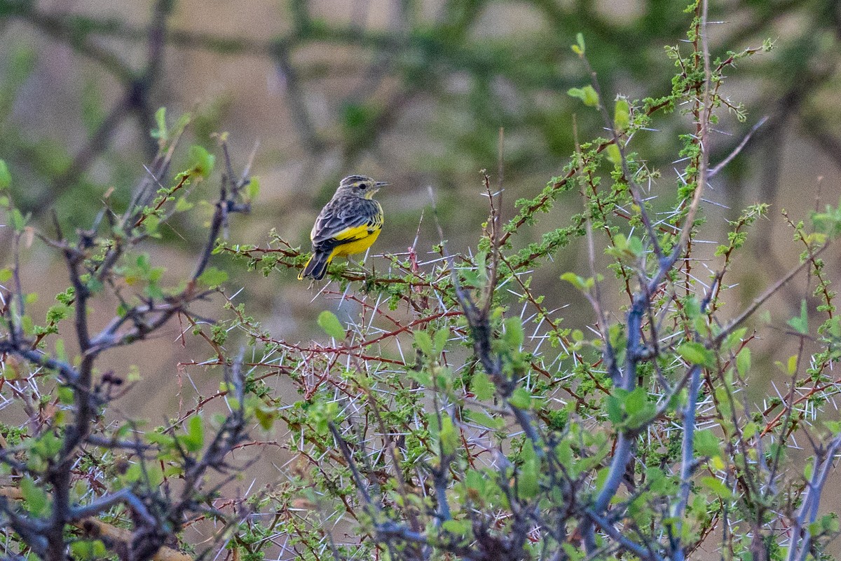 Pipit doré - ML637797322