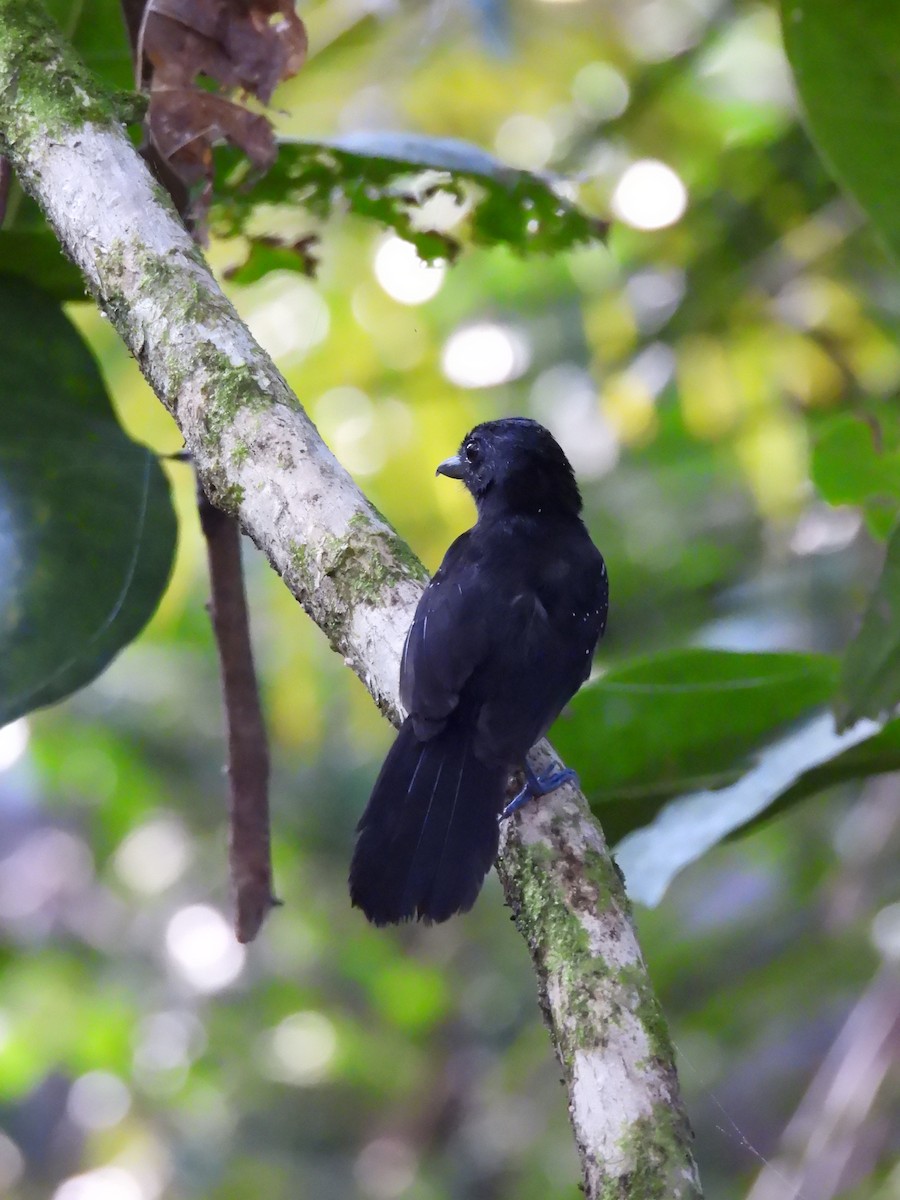 Black-hooded Antshrike - ML637797323