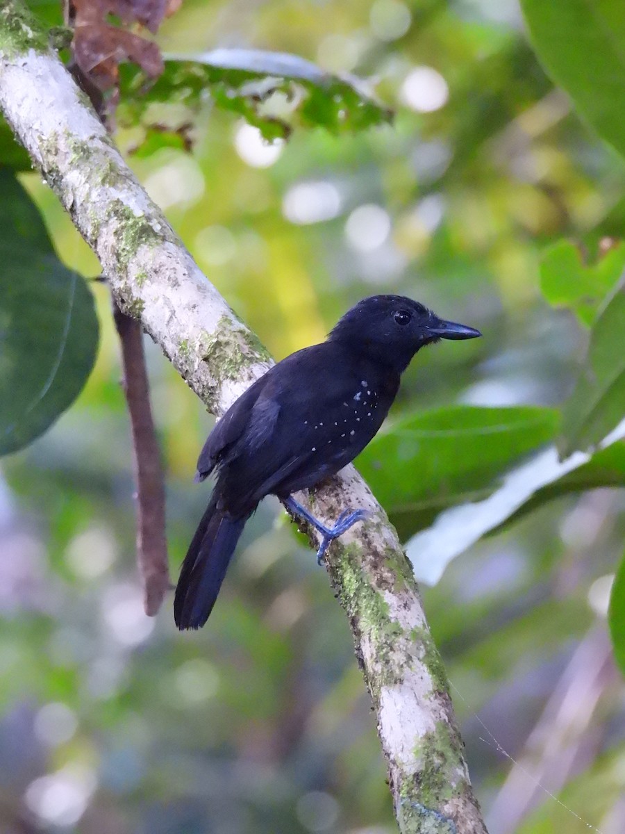 Black-hooded Antshrike - ML637797324