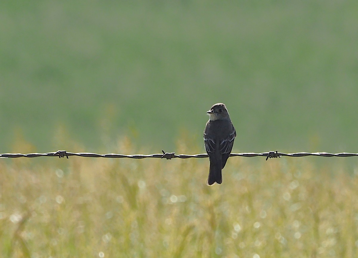 new world flycatcher sp. - ML637797328