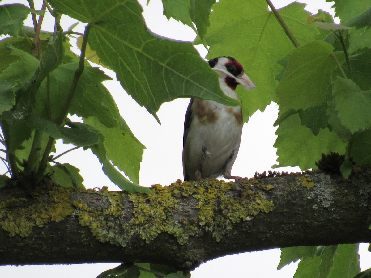 European Goldfinch - ML637797336