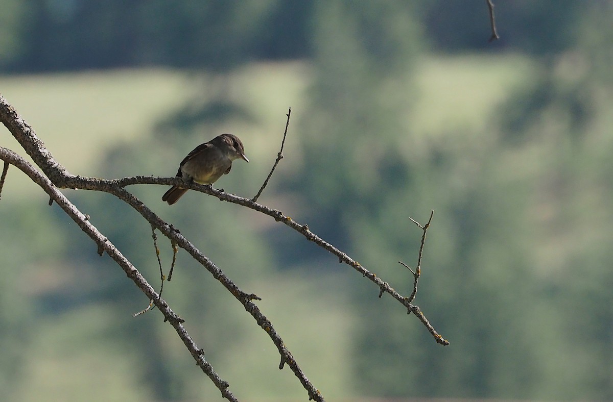 new world flycatcher sp. - ML637797344