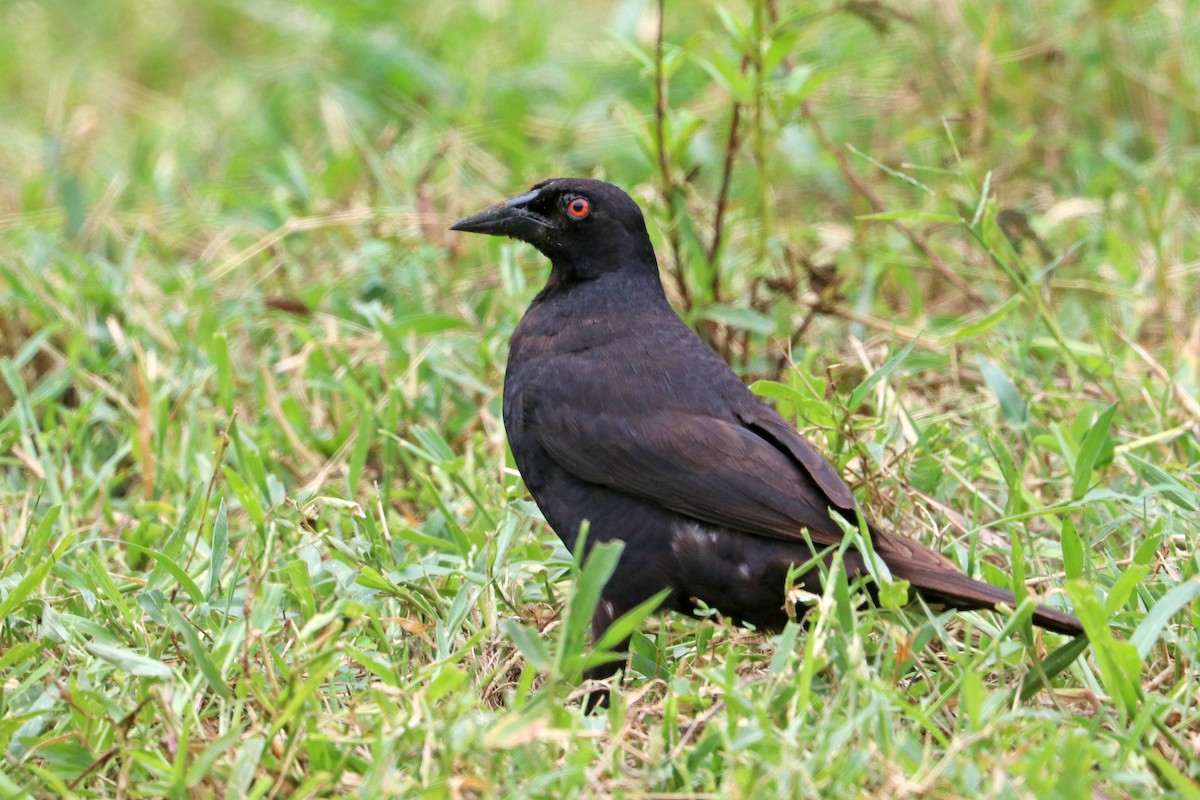 Giant Cowbird - ML637797418