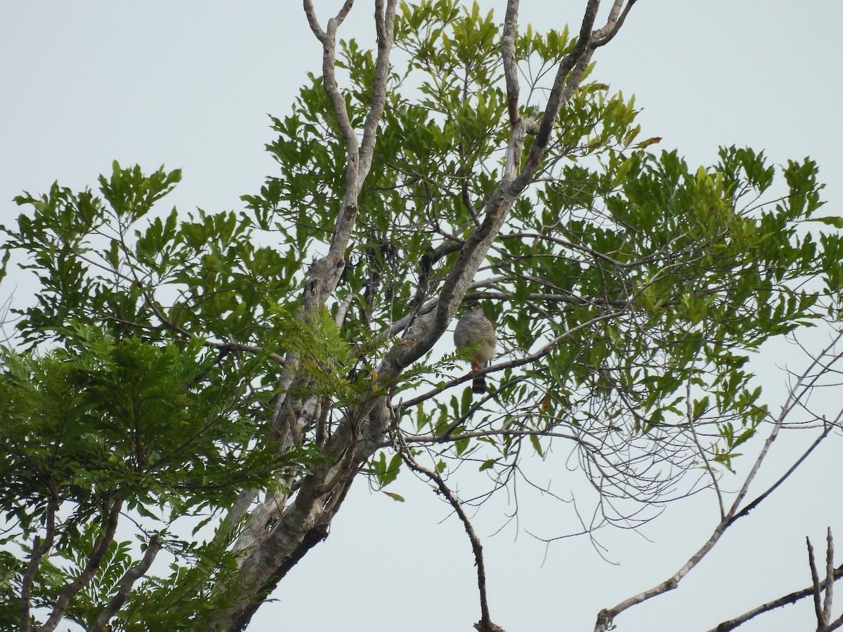 Tiny Hawk - ML637797444
