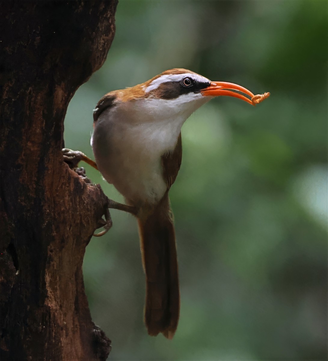 Red-billed Scimitar-Babbler - ML637797463