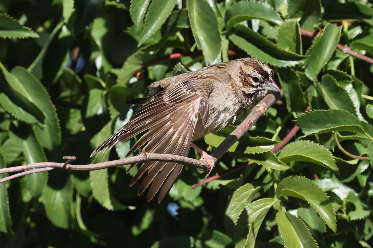 Bruant à joues marron - ML637797465