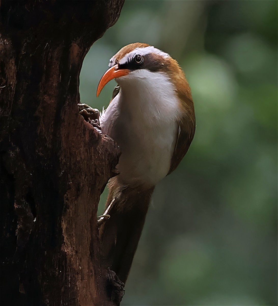 Red-billed Scimitar-Babbler - ML637797481