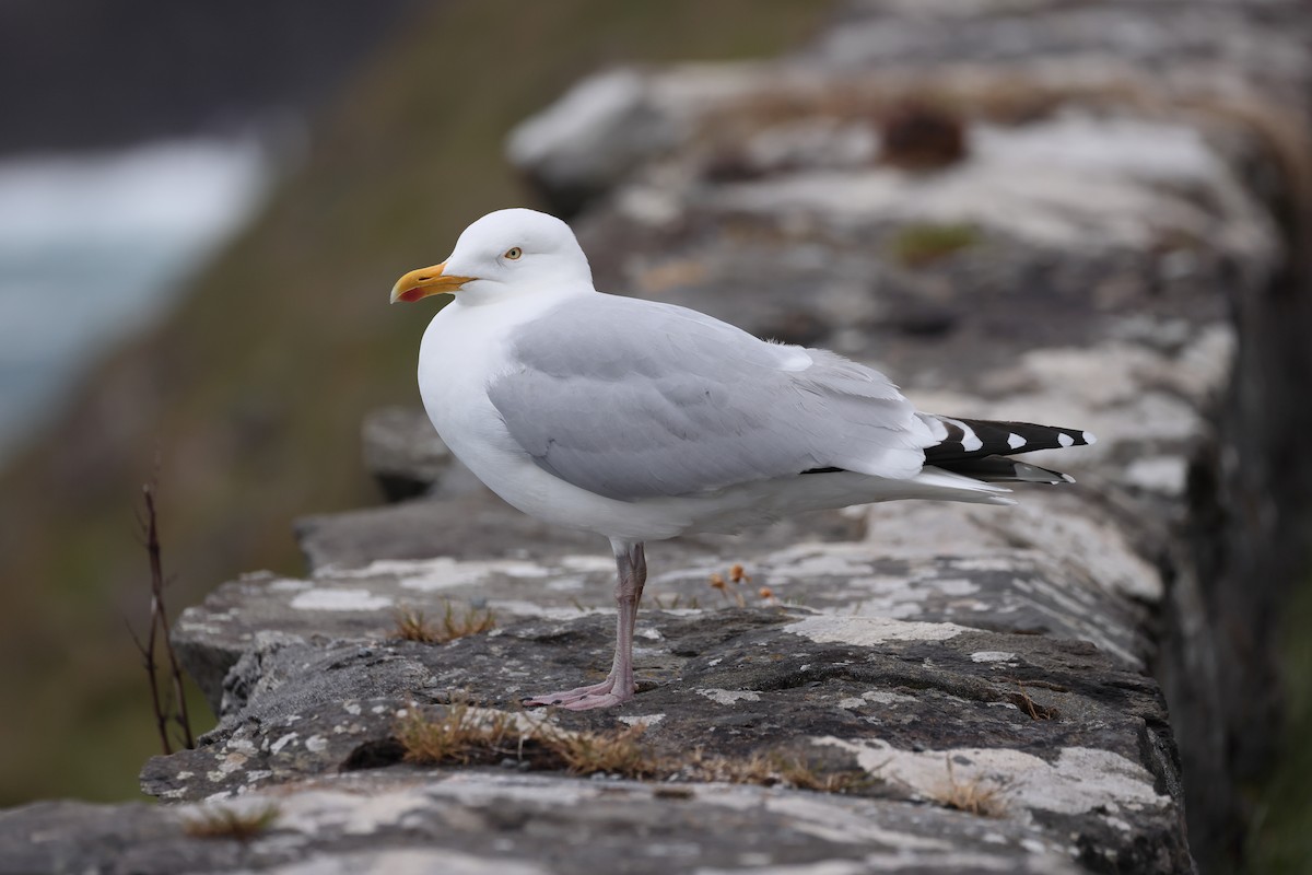 European Herring Gull - ML637797502