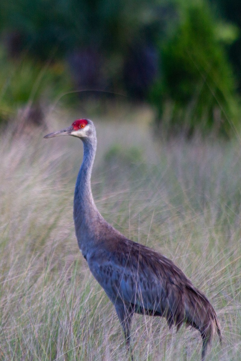 Sandhill Crane - ML637797556