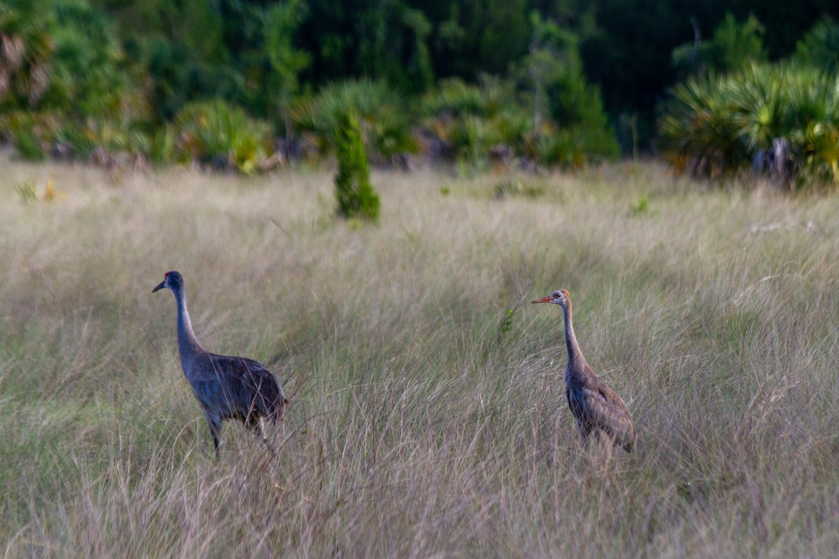 Sandhill Crane - ML637797557