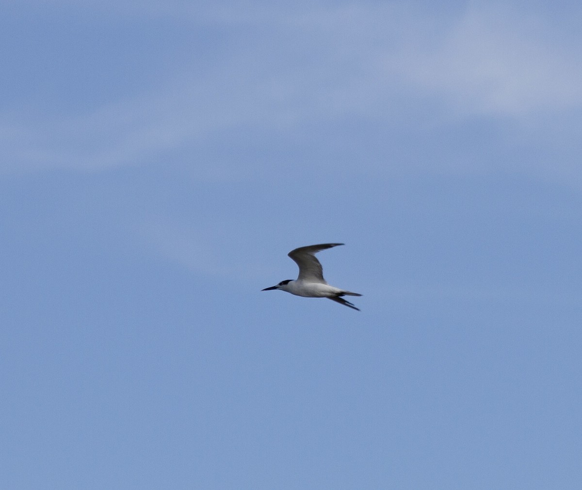 Sandwich Tern - ML637797566