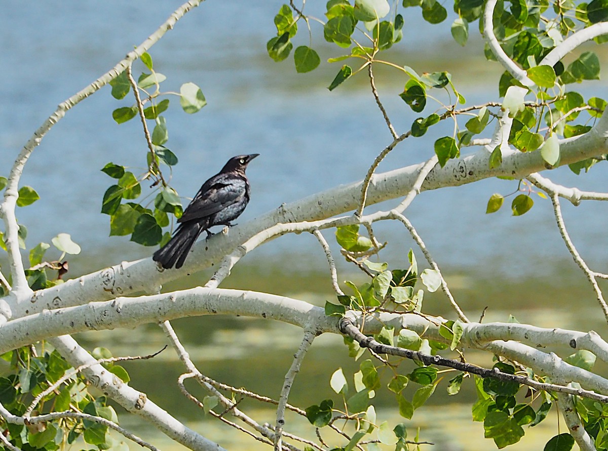 Brewer's Blackbird - ML637797572