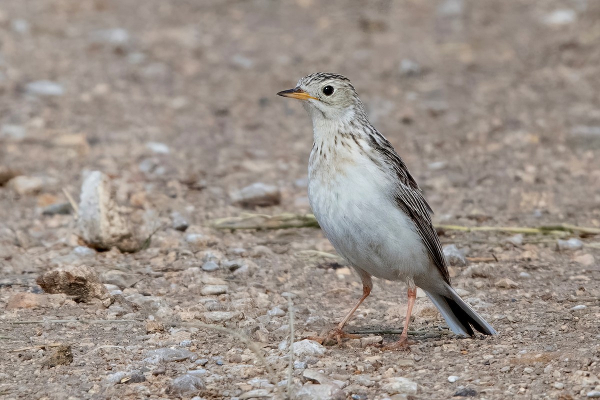 Sprague's Pipit - ML637797587