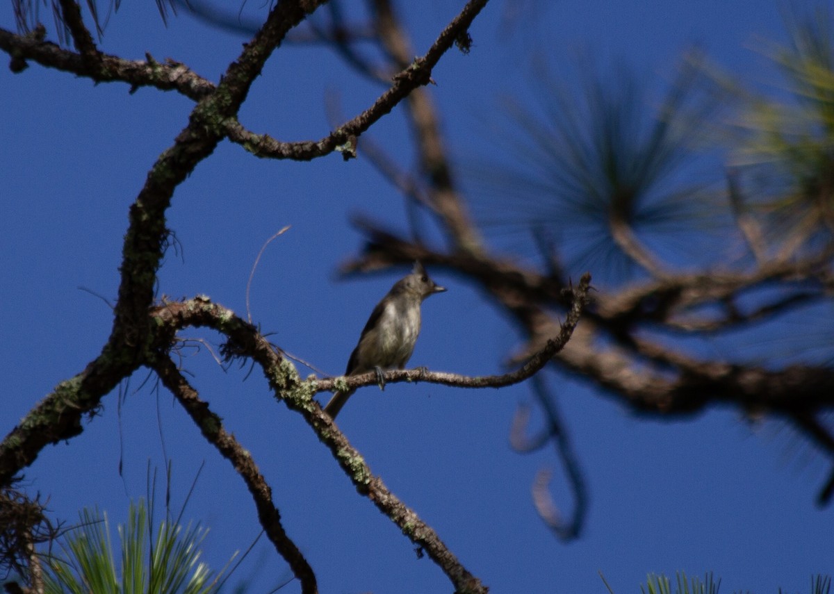 Tufted Titmouse - ML637797602