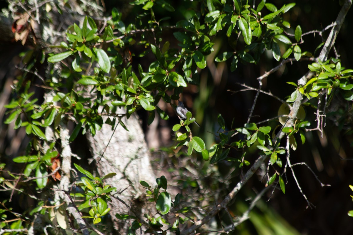 Blue-gray Gnatcatcher - ML637797673