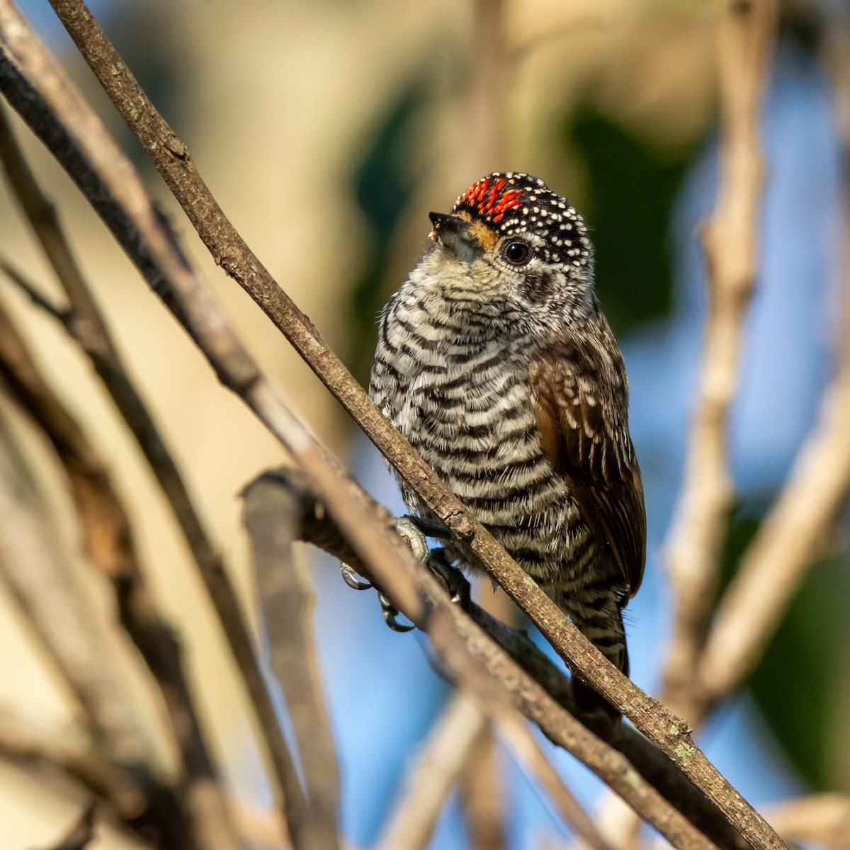 White-barred Piculet - ML637797710