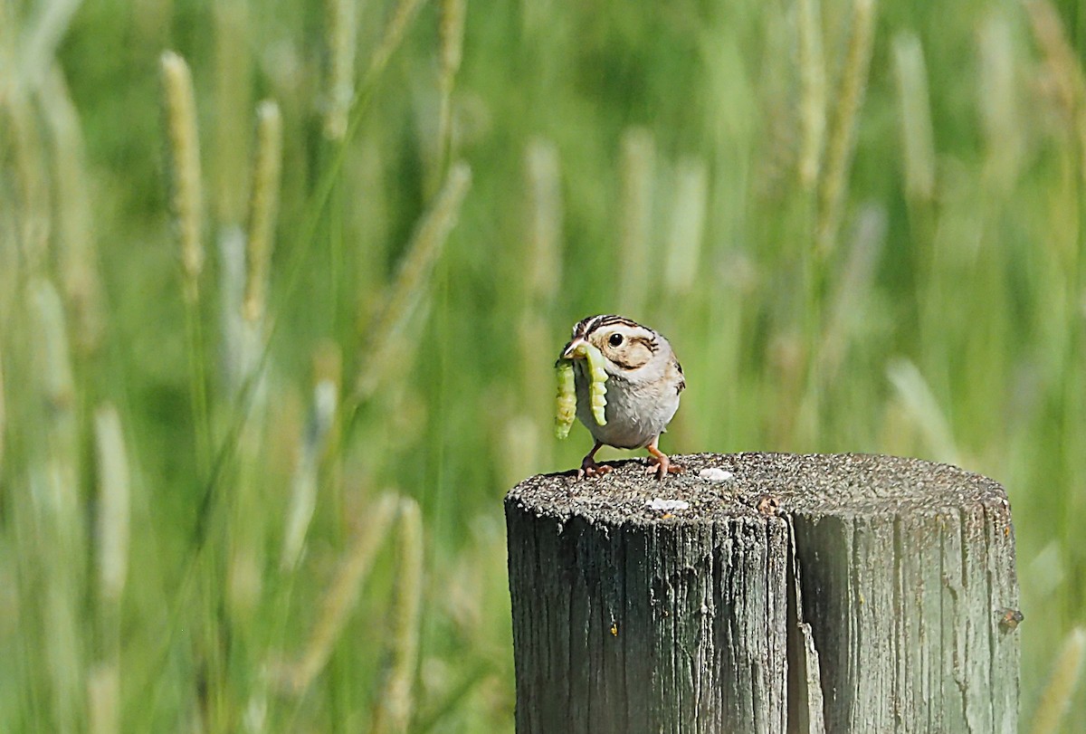 Clay-colored Sparrow - ML637797715