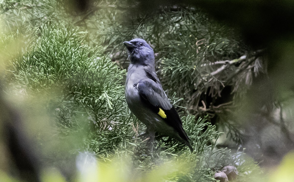 Tangara Aliamarilla - ML637797759