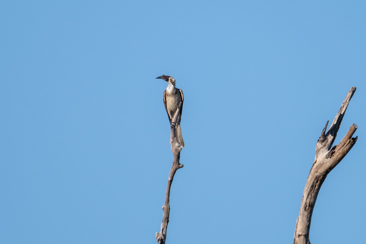 Silver-crowned Friarbird - ML637797782