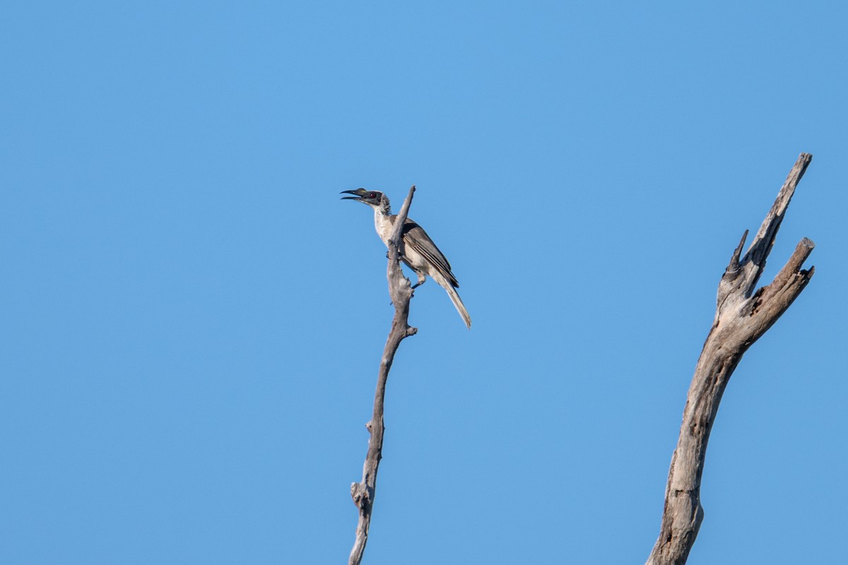 Silver-crowned Friarbird - ML637797783