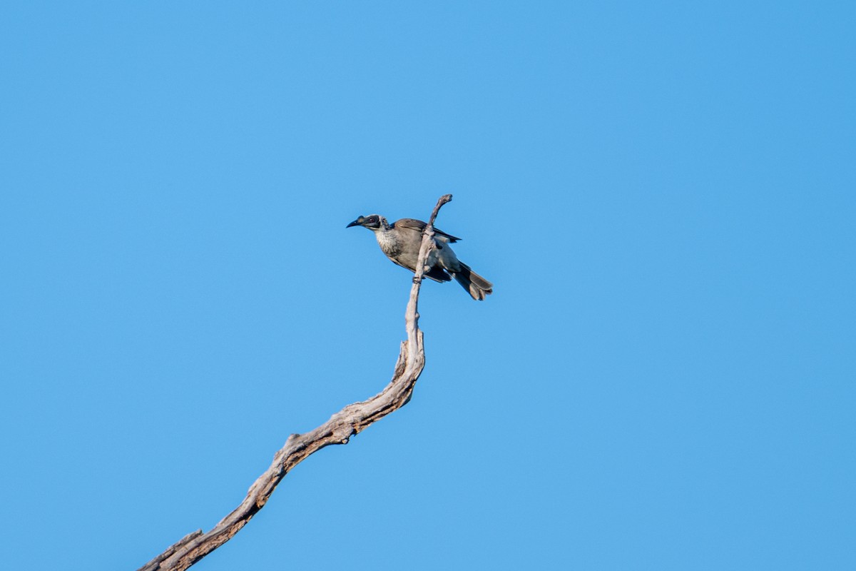 Silver-crowned Friarbird - ML637797784