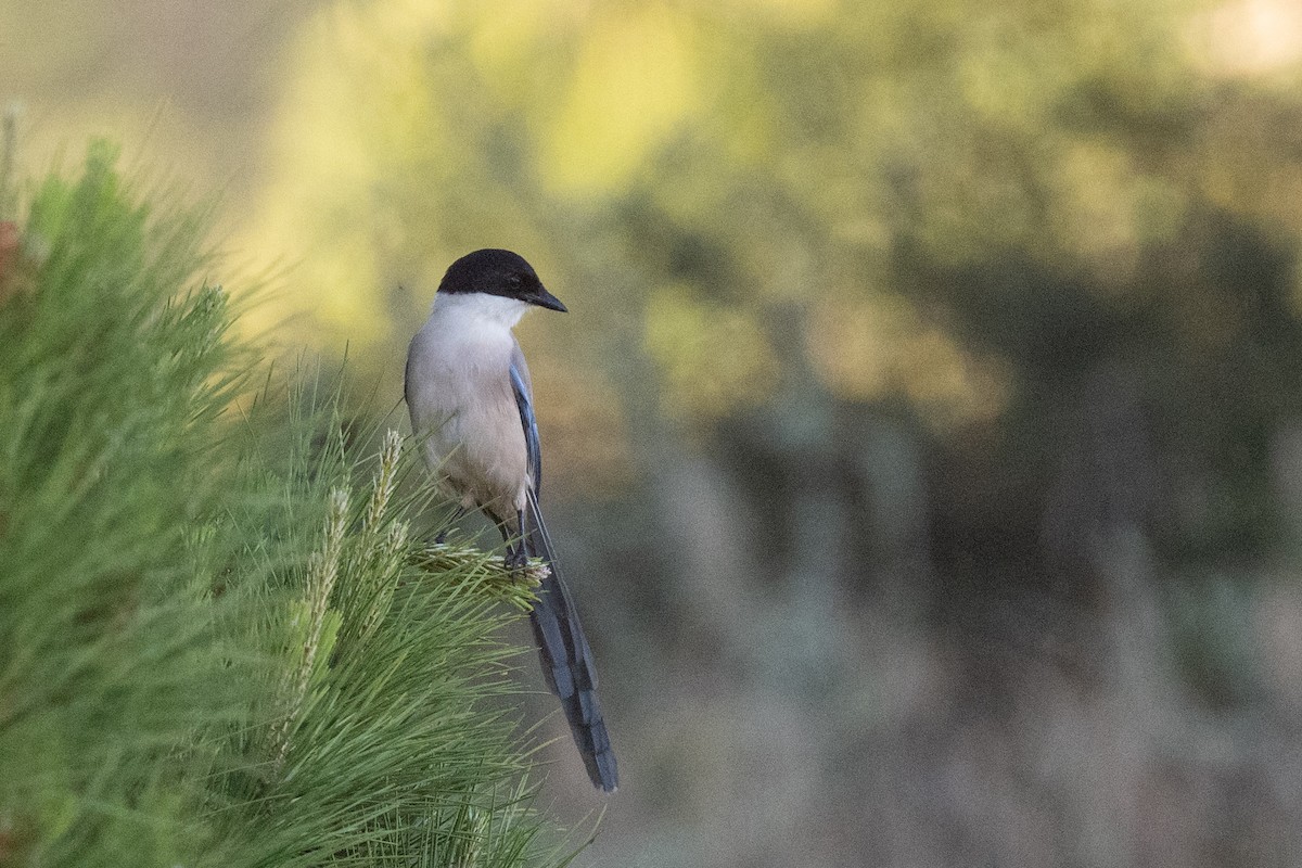 Iberian Magpie - ML637797803