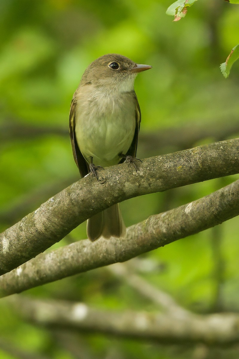 Alder Flycatcher - ML637797975