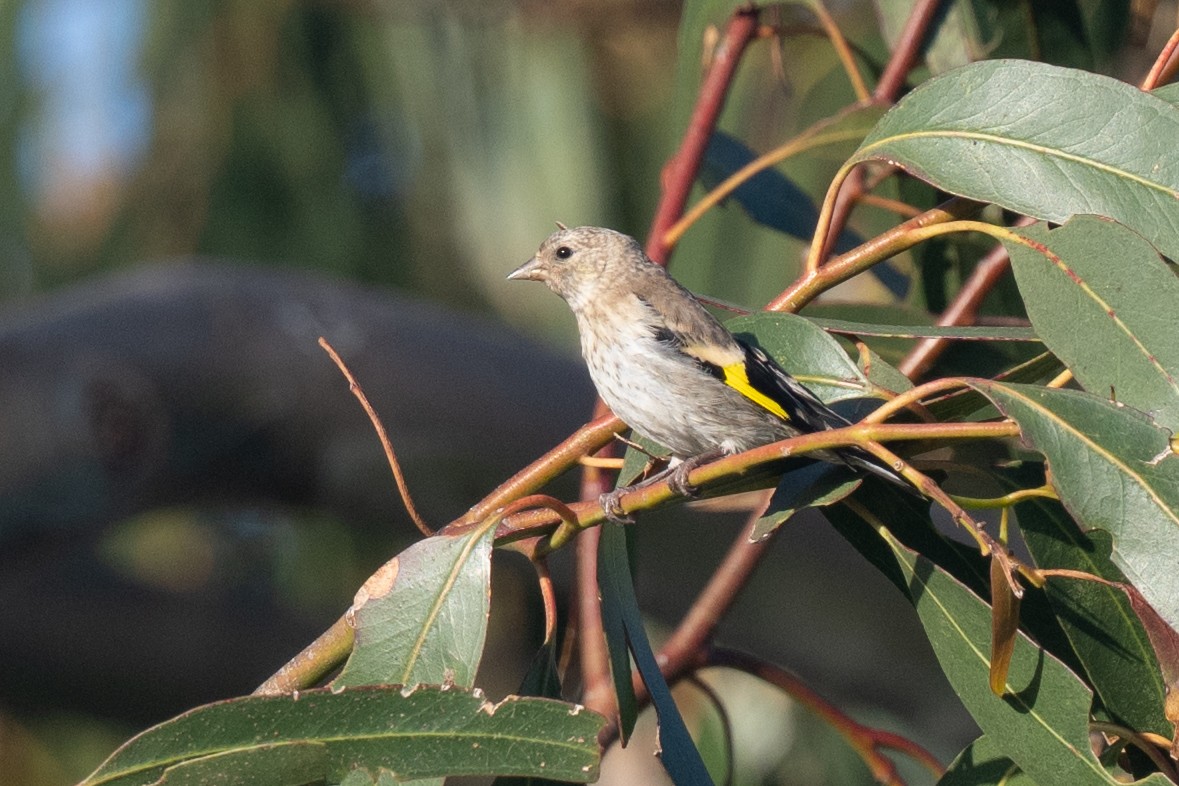 European Goldfinch - ML637797982