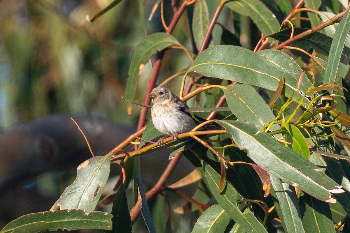 European Goldfinch - ML637797984
