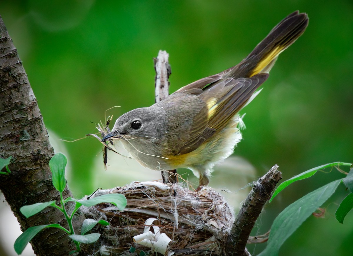 American Redstart - ML637797995