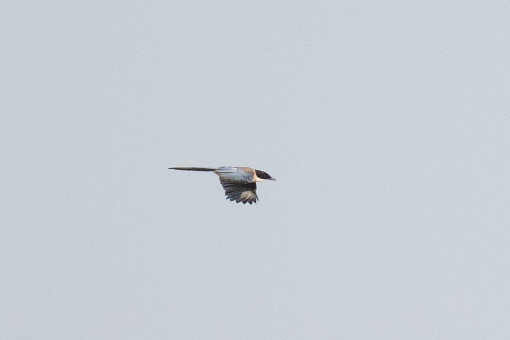 Iberian Magpie - ML637798012
