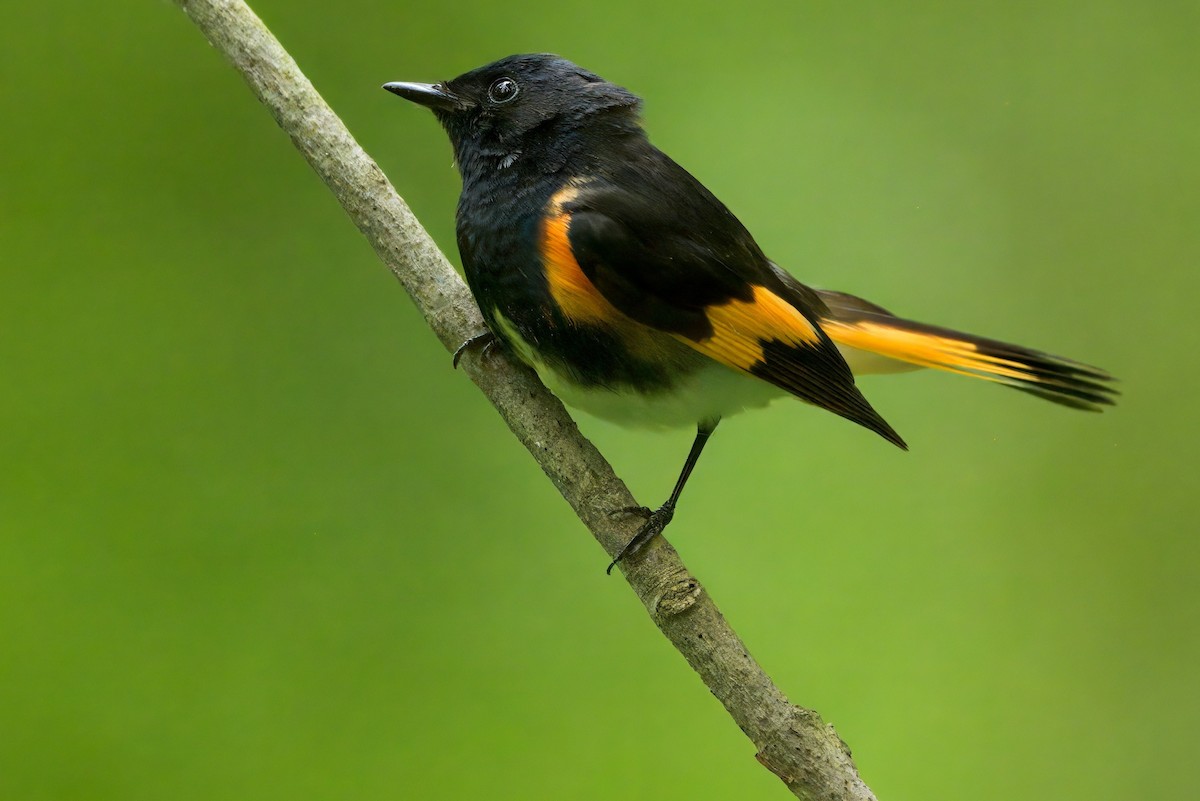 American Redstart - ML637798016