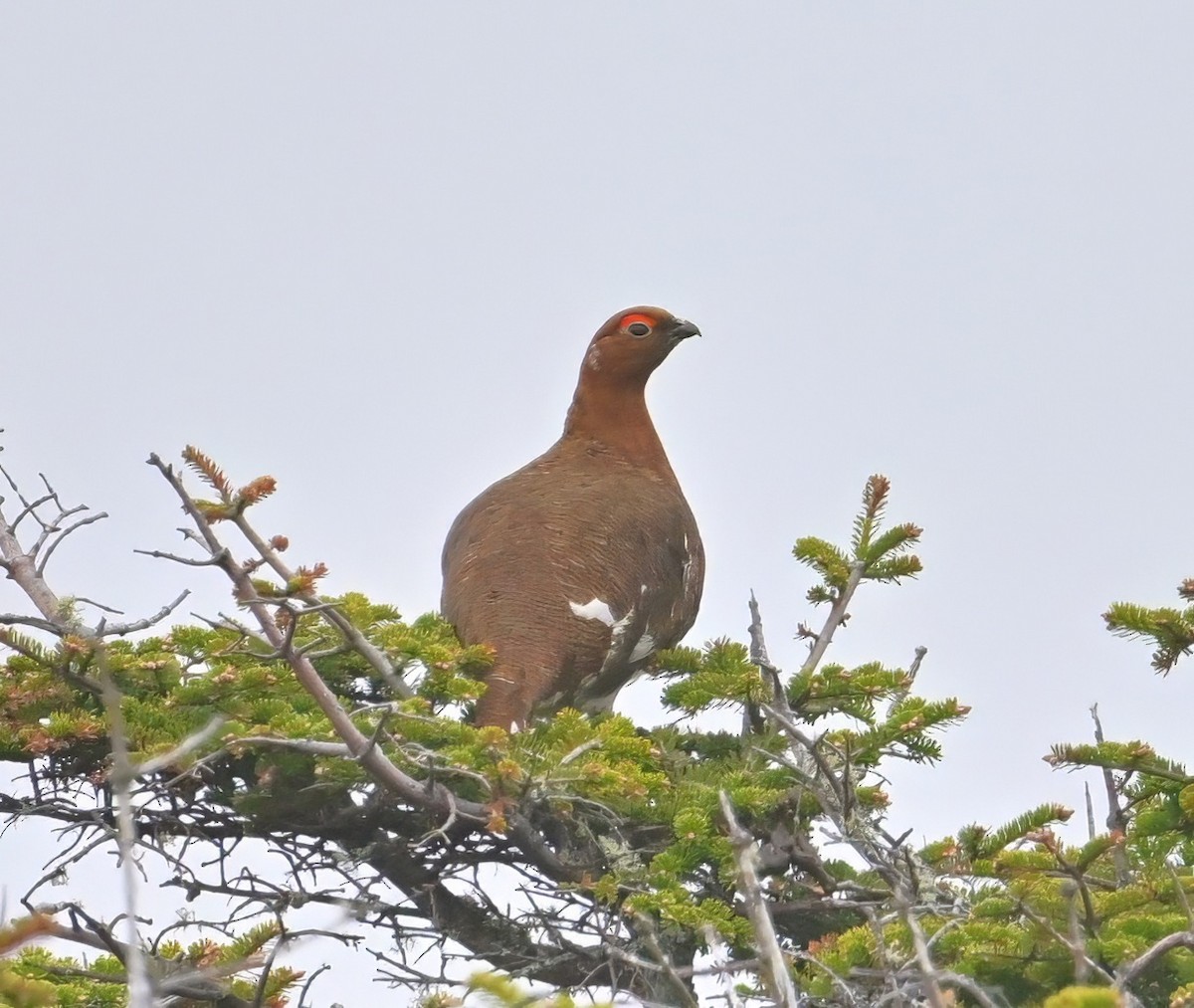 Willow Ptarmigan - ML637798045