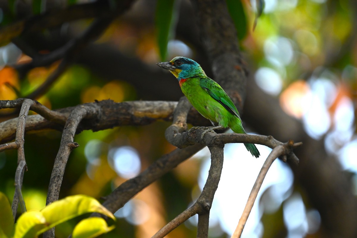 Barbu de Formose - ML637798111