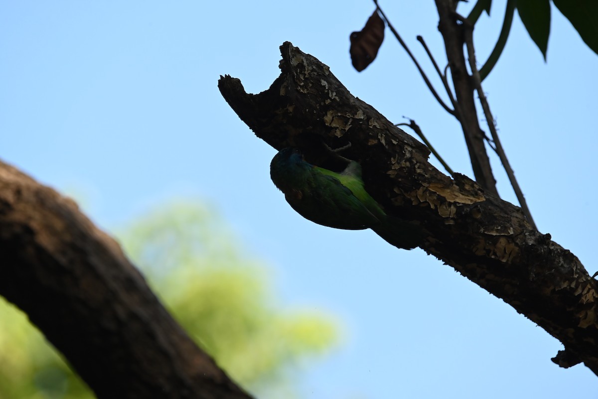 Barbu de Formose - ML637798112