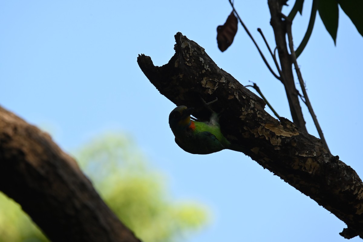 Barbu de Formose - ML637798113