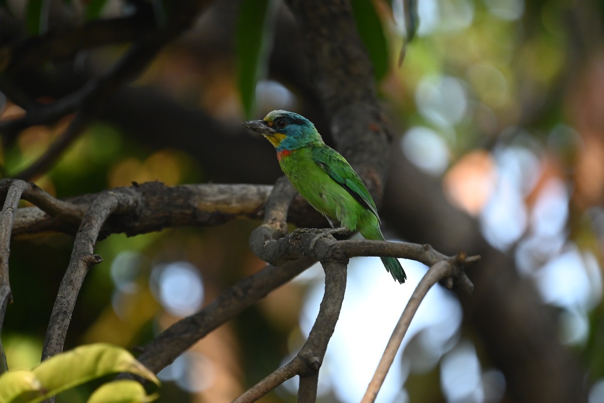 Barbu de Formose - ML637798114