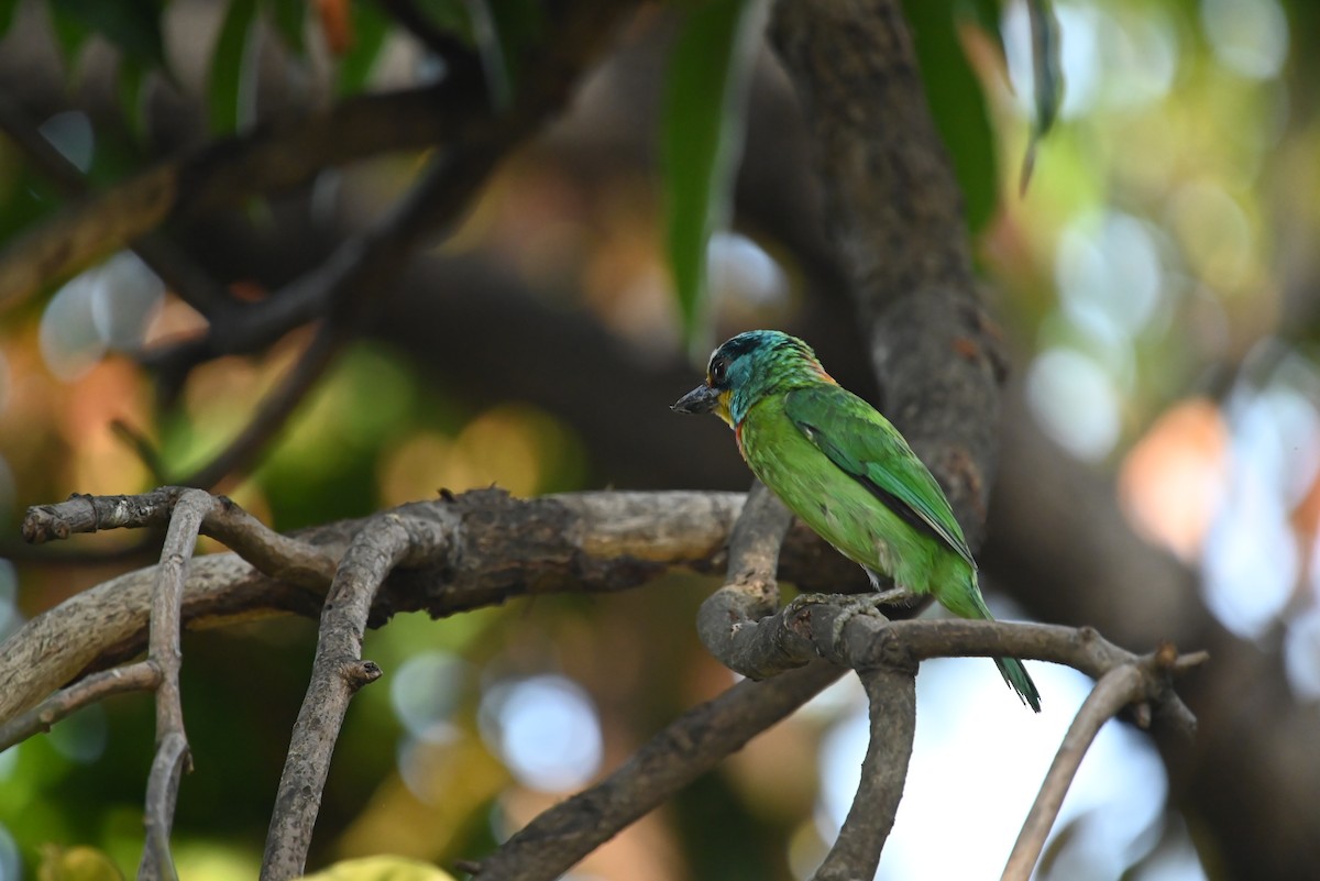 Barbu de Formose - ML637798115