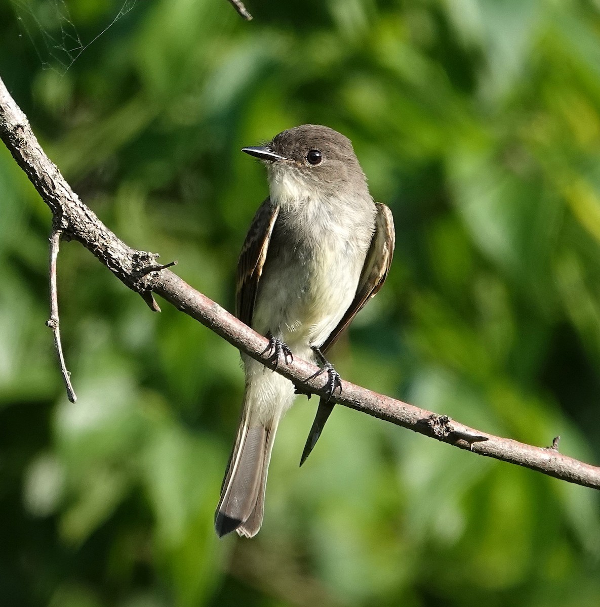 Eastern Phoebe - ML637798175